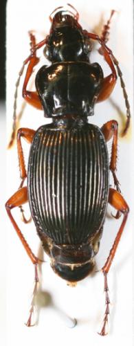 Pterostichus sp.