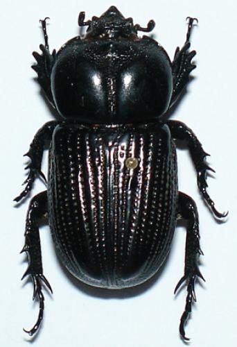 Phileurus didymus