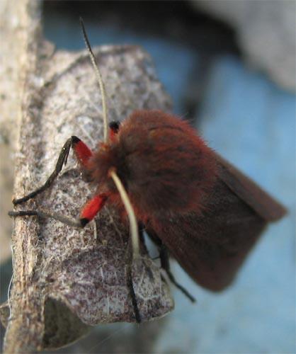 Réf. 7 620 : Phragmatobia fuliginosa