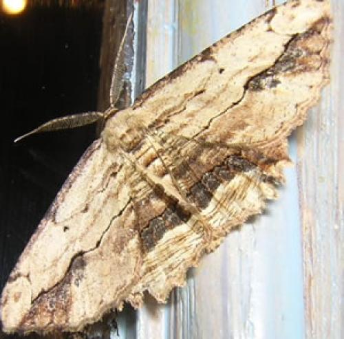 Menophra abruptaria
