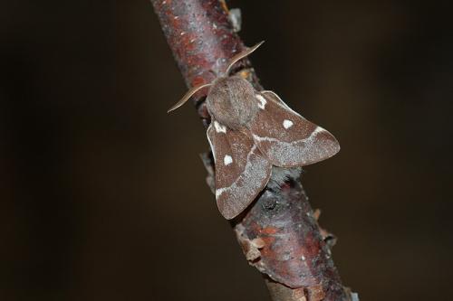 Eriogaster lanestris