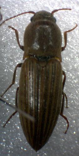 Agriotes lineatus