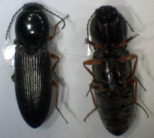 Cardiophorus rufipes