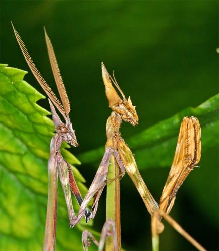 Réf. 7 837 : Empusa pennata