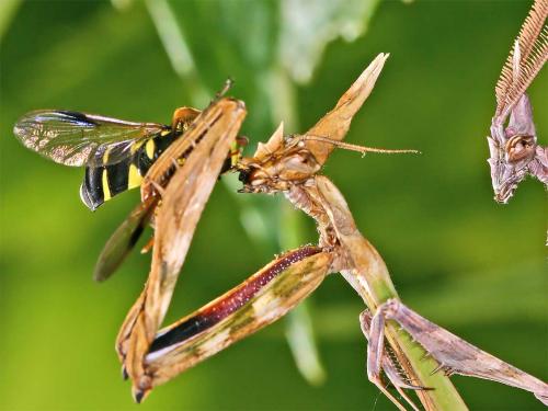 Réf. 7 860 : Empusa pennata