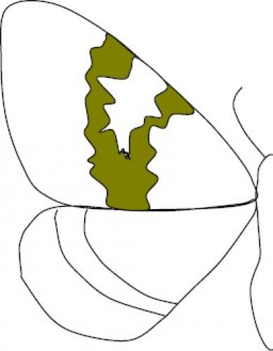 Entephria sp.
