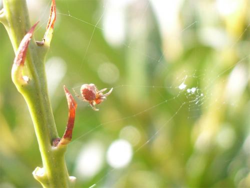 Araniella sp.