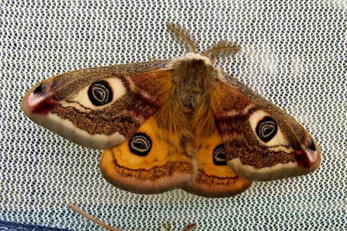 Saturnia pavoniella