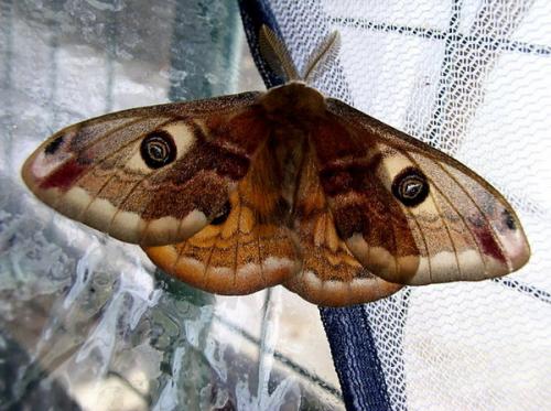 Réf. 7 973 : Saturnia pavoniella