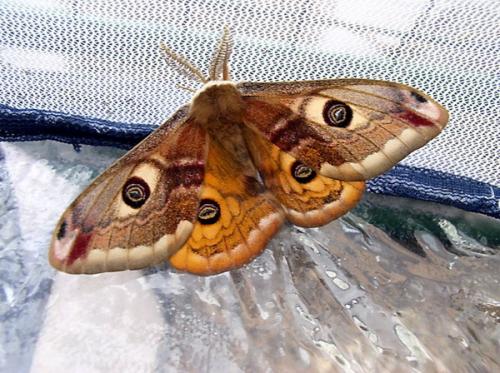 Saturnia pavoniella