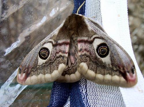 Saturnia pavoniella