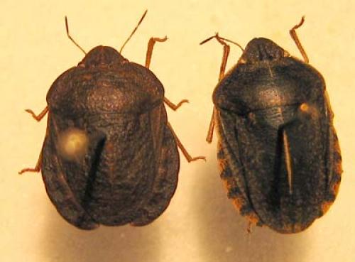 Réf. 7 715 : Eurygaster divers