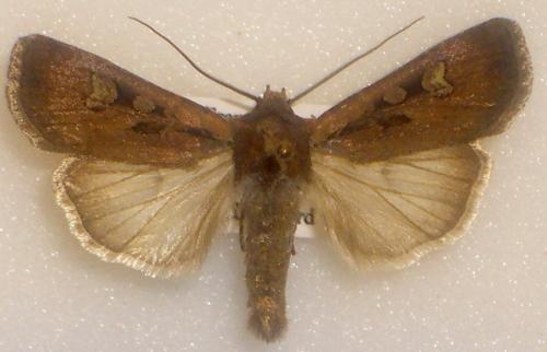 Euxoa obelisca