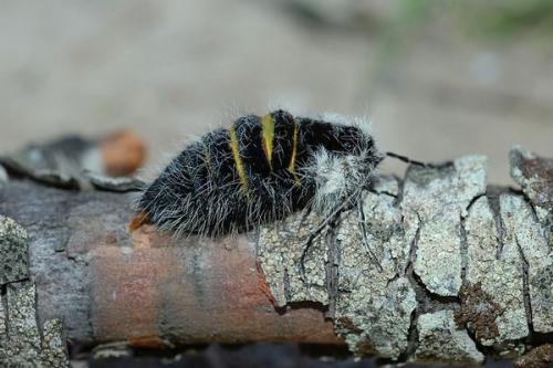 Lycia florentina