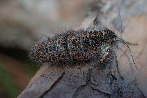 Réf. 7 887 : Lycia isabellae