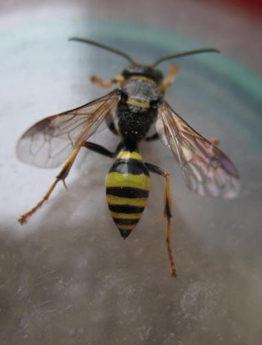 Gorytes laticinctus