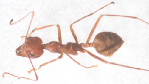 Oecophylla longinoda