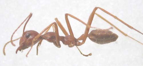 Réf. 7 383 : Oecophylla longinoda