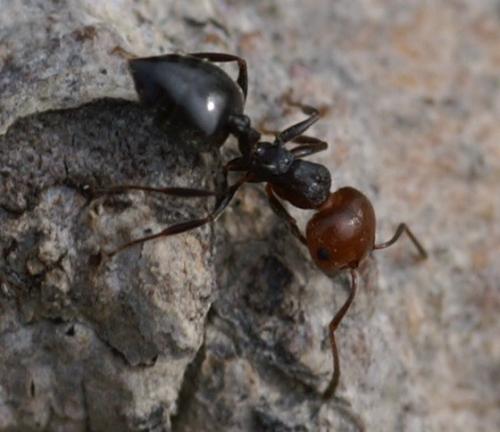 Réf. 7 781 : Crematogaster scutellaris