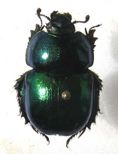 Réf. 7 432 : Trypocopris vernalis