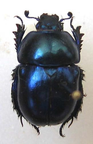 Réf. 7 433 : Trypocopris vernalis