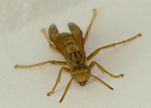 Réf. 7 025 : Polistes olivaceus
