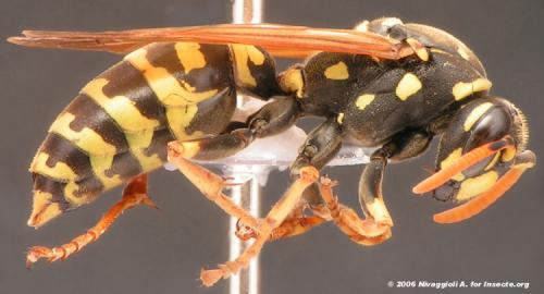 Polistes dominula