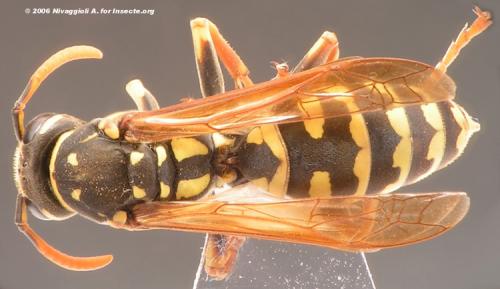 Polistes dominula