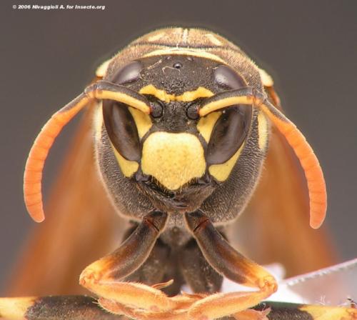 Polistes dominula