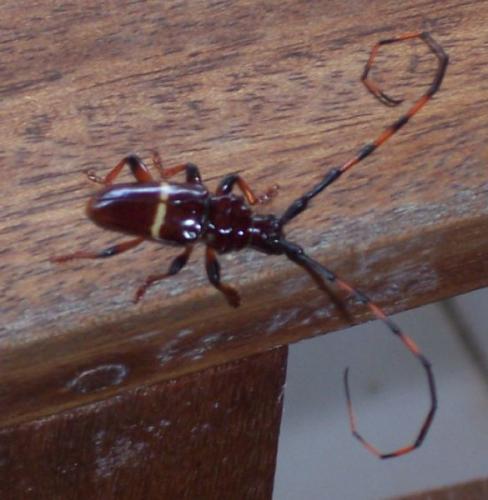 Trachyderes succinctus