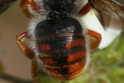 Réf. 7 909 : Rhodanthidium sticticum