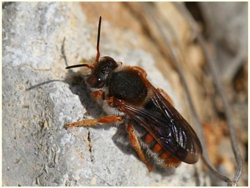 Réf. 7 908 : Rhodanthidium sticticum