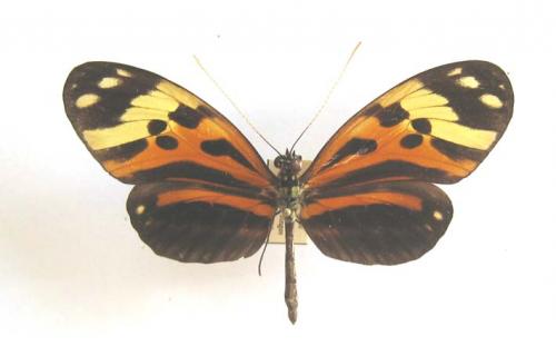 Heliconius sp.