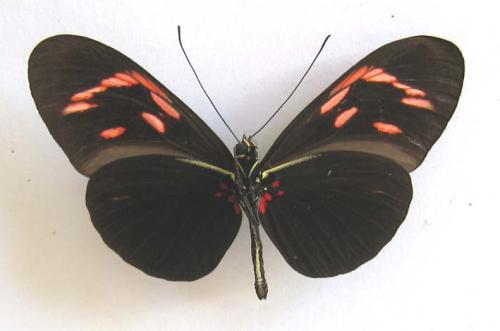 Réf. 7 672 : Heliconius erato hydara