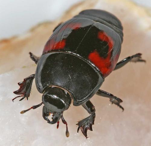 Hister quadrimaculatus