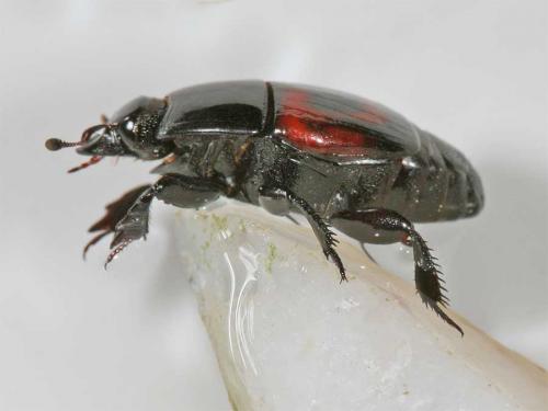 Hister quadrimaculatus