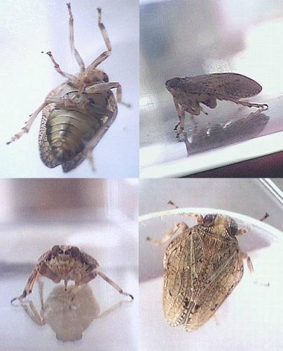 Issus coleoptratus