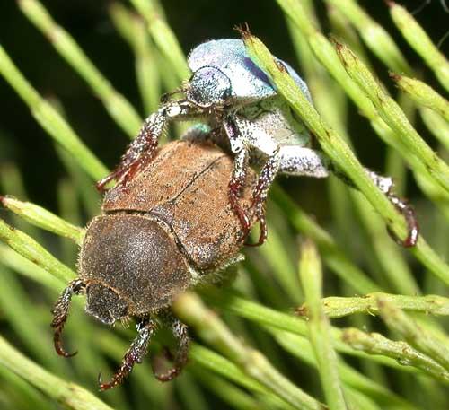 Réf. 7 369 : Hoplia coerulea