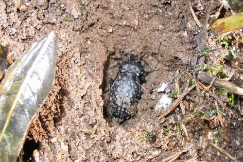 Réf. 7 250 : Carabus nodulosus