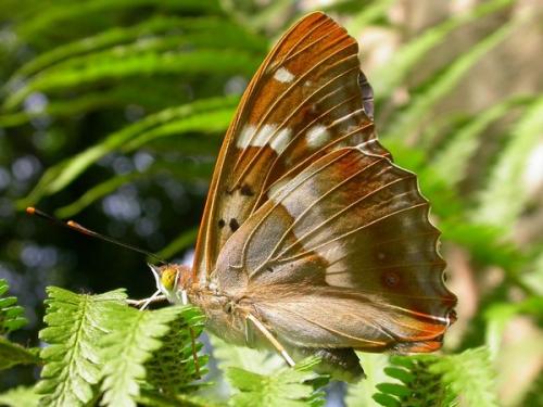 Apatura ilia