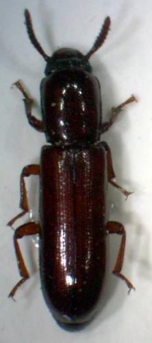 Réf. 7 004 : Corticeus unicolor