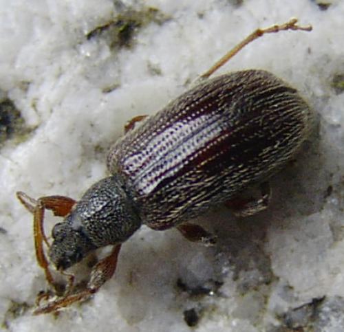 Réf. 7 474 : Phyllobius oblongus