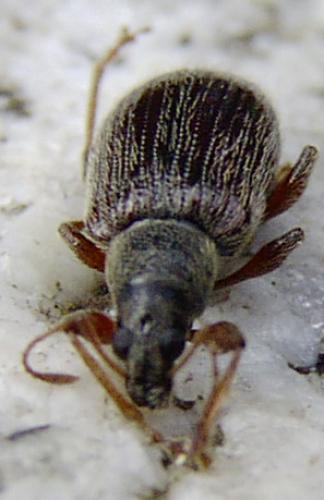 Réf. 7 475 : Phyllobius oblongus