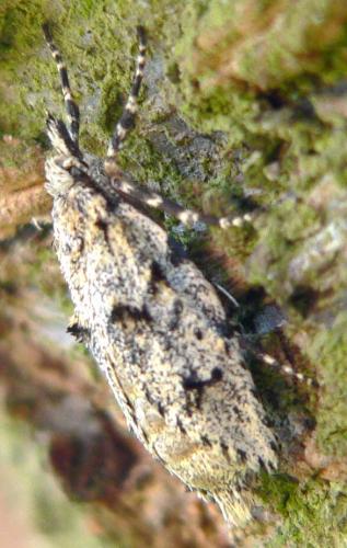 Diurnea fagella