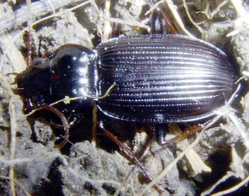 Nebria sp.
