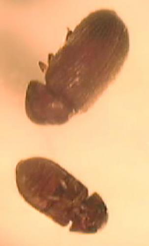 Stegobium paniceum