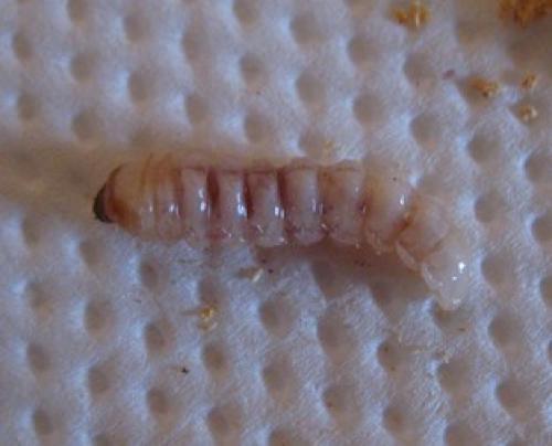 Stictoleptura fontenayi