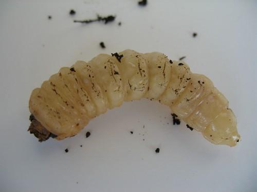 Prionus coriarius
