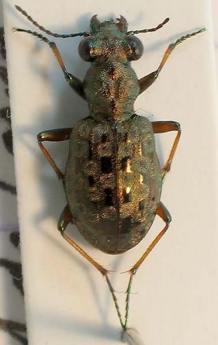 Réf. 7 296 : Elaphrus aureus
