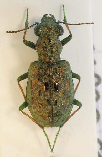 Réf. 7 298 : Elaphrus riparius